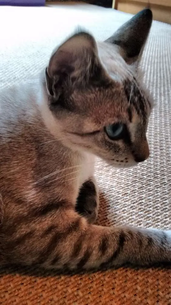 Gato ra a SRD idade 1 ano nome Adote Xuxa Castrada
