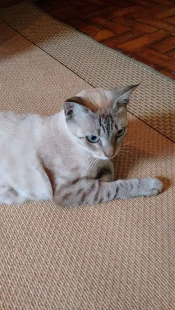 Gato ra a SRD idade 1 ano nome Adote Xuxa Castrada