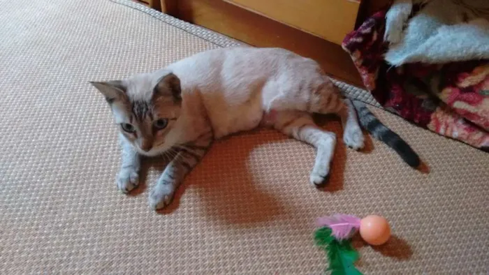 Gato ra a SRD idade 1 ano nome Adote Xuxa Castrada