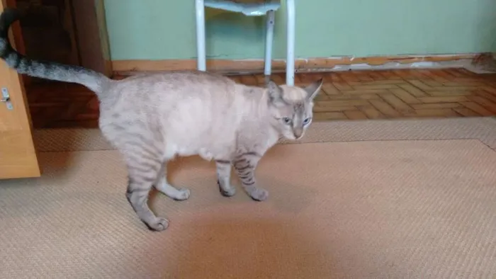 Gato ra a SRD idade 1 ano nome Adote Xuxa Castrada