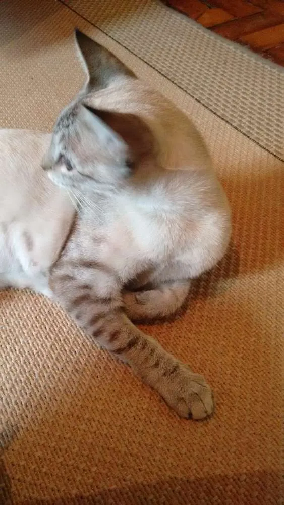 Gato ra a SRD idade 1 ano nome Adote Xuxa Castrada