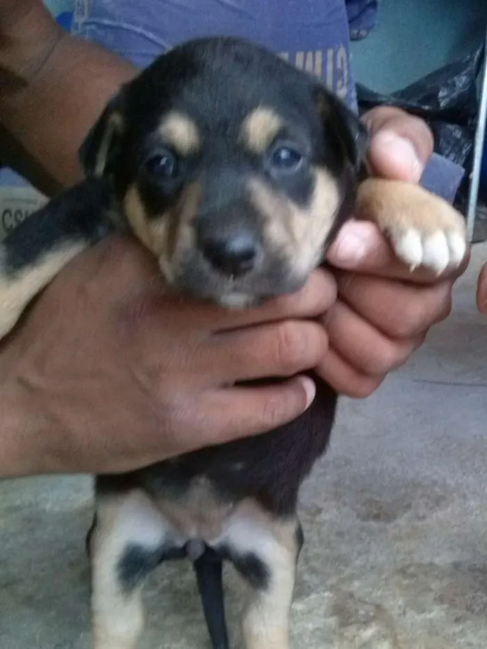 Cachorro ra a Não sei qual a raça idade Abaixo de 2 meses nome Não tem nome ainda