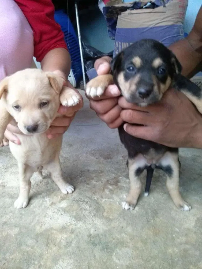 Cachorro ra a Não sei qual a raça idade Abaixo de 2 meses nome Não tem nome ainda