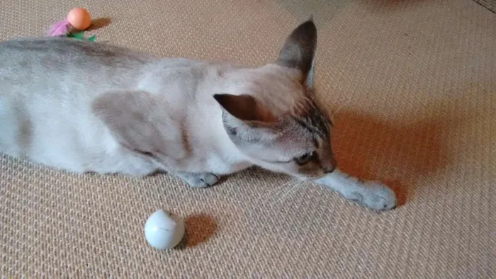 Gato ra a SRD idade 1 ano nome Adote Xuxa Castrada