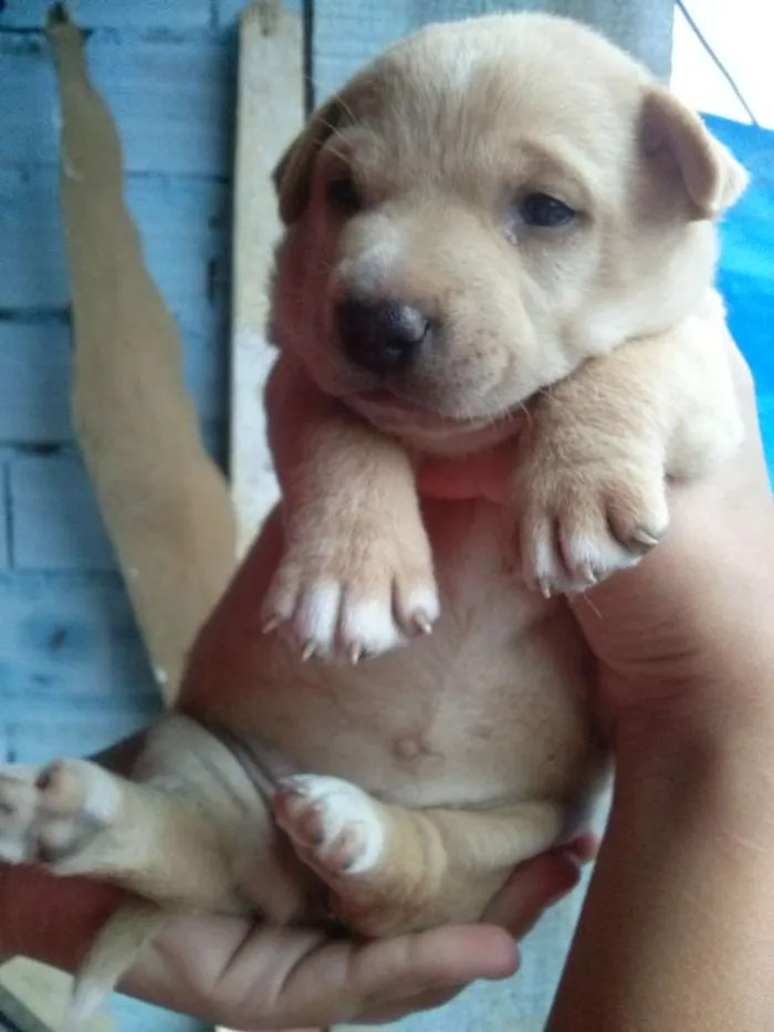 Cachorro ra a Não sei qual a raça idade Abaixo de 2 meses nome Não tem nome ainda
