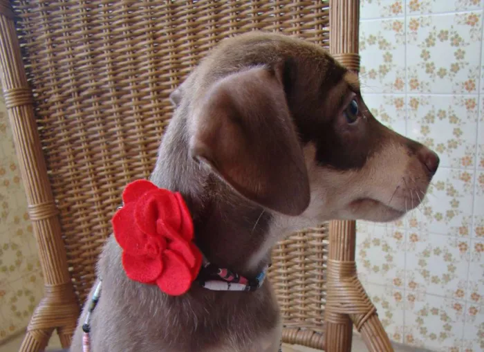 Cachorro ra a SRD idade 2 a 6 meses nome LUCY 