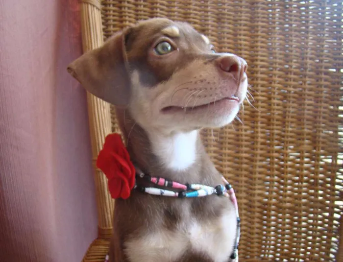 Cachorro ra a SRD idade 2 a 6 meses nome LUCY 