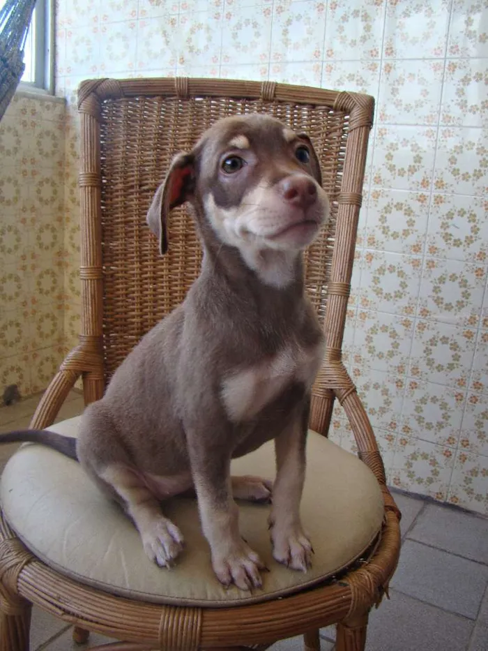 Cachorro ra a SRD idade 2 a 6 meses nome LUCY 