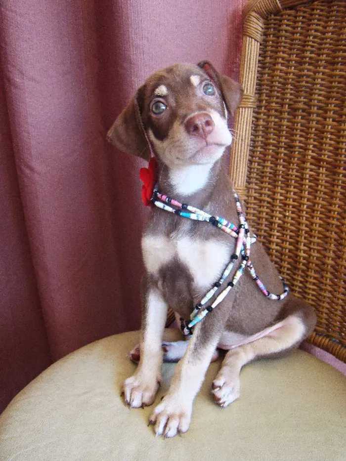 Cachorro ra a SRD idade 2 a 6 meses nome LUCY 