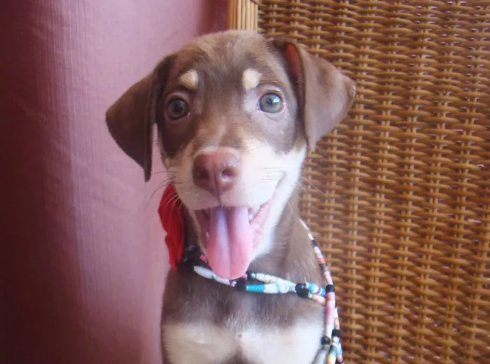 Cachorro ra a SRD idade 2 a 6 meses nome LUCY 
