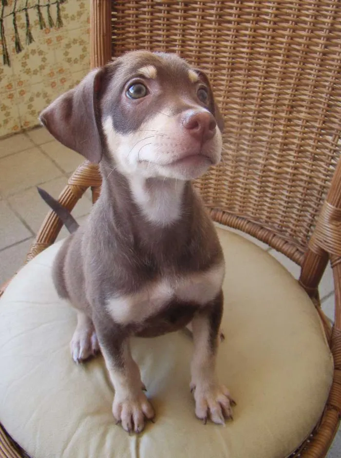 Cachorro ra a SRD idade 2 a 6 meses nome LUCY 