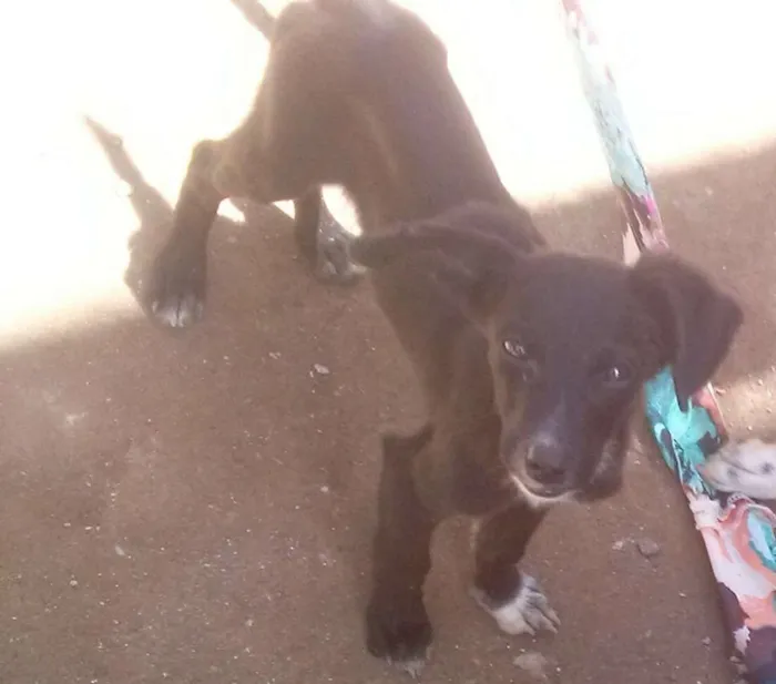 Cachorro ra a vira- latas idade 2 a 6 meses nome Não tem nome ainda