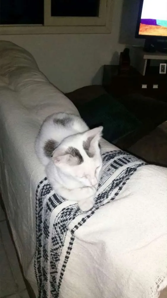 Gato ra a  idade 2 a 6 meses nome Bolota
