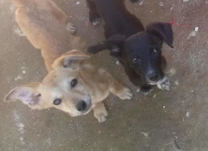 Cachorro ra a vira- latas idade 2 a 6 meses nome Não tem nome ainda
