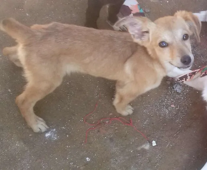Cachorro ra a vira- latas idade 2 a 6 meses nome Não tem nome ainda