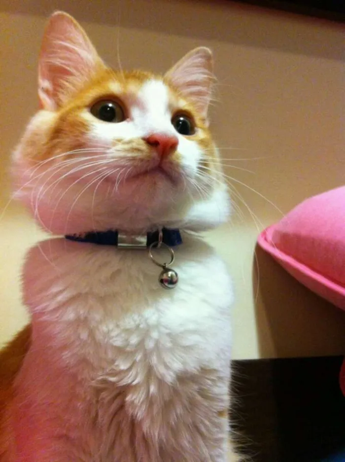 Gato ra a SRD idade 2 anos nome Joaquim