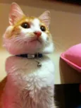 Joaquim