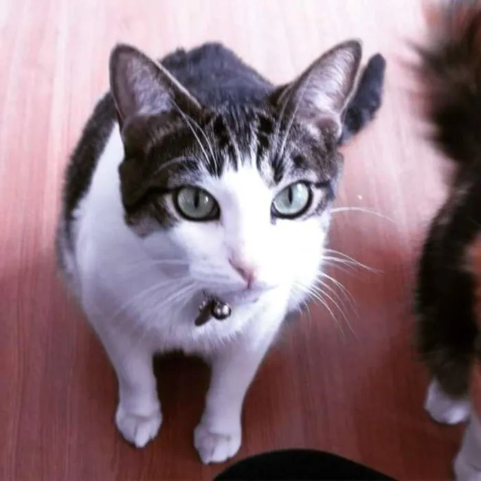 Gato ra a SRD idade 3 anos nome Bruno