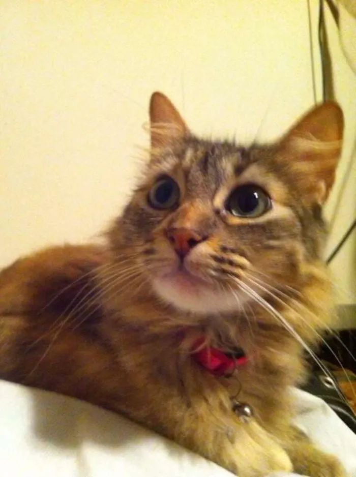 Gato ra a SRD idade 4 anos nome Mariana
