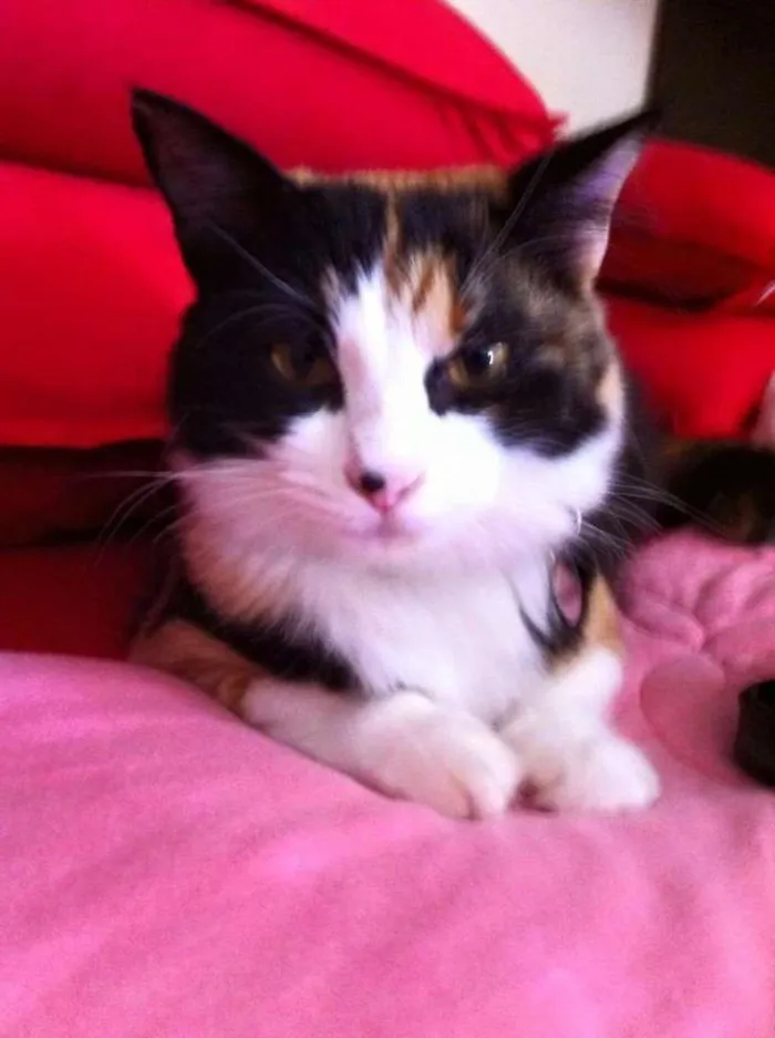 Gato ra a SRD idade 2 anos nome Tarsila