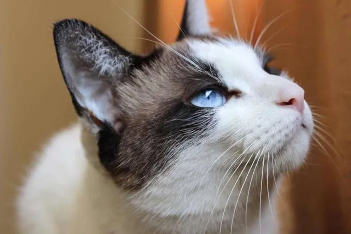 Gato ra a SRD idade 3 anos nome Sophia