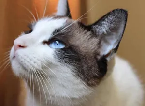 Gato raça SRD idade 3 anos nome Sophia