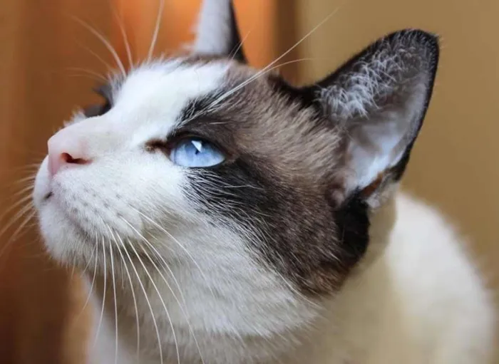 Gato ra a SRD idade 3 anos nome Sophia