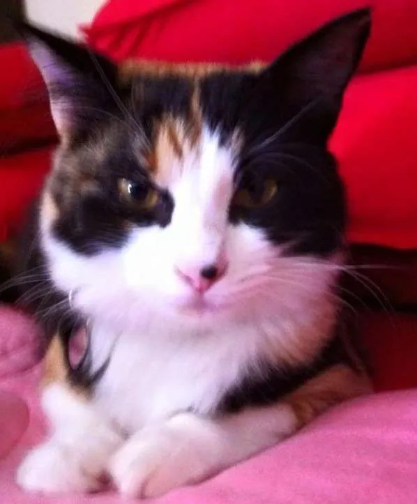 Gato ra a SRD idade 2 anos nome Tarsila
