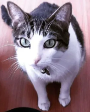Gato raça SRD idade 3 anos nome Bruno