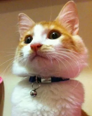 Gato raça SRD idade 2 anos nome Joaquim