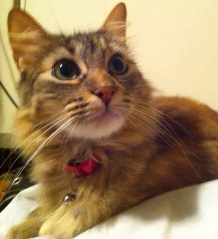 Gato ra a SRD idade 4 anos nome Mariana