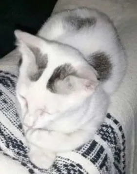 Gato ra a  idade 2 a 6 meses nome Bolota