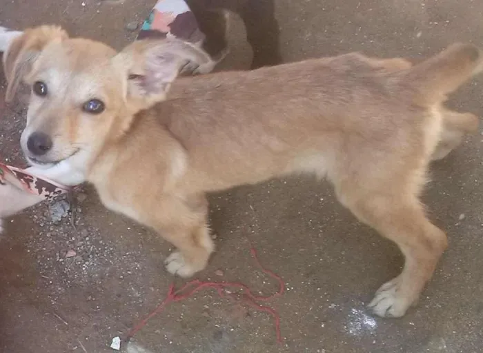 Cachorro ra a vira- latas idade 2 a 6 meses nome Não tem nome ainda