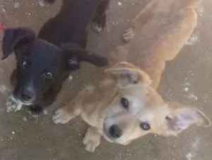 Cachorro raça vira- latas idade 2 a 6 meses nome Não tem nome ainda