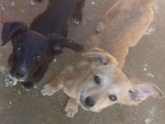 Cachorro ra a vira- latas idade 2 a 6 meses nome Não tem nome ainda