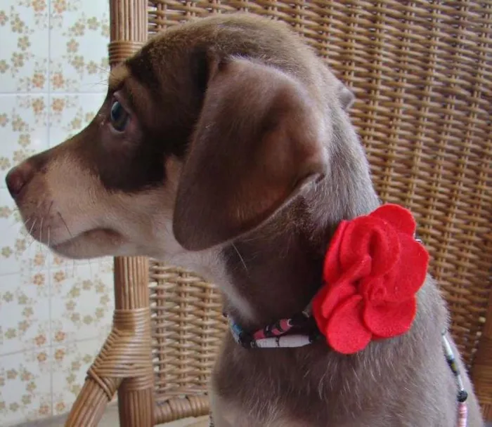 Cachorro ra a SRD idade 2 a 6 meses nome LUCY 