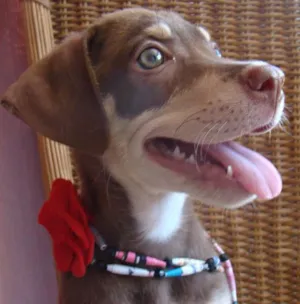 Cachorro raça SRD idade 2 a 6 meses nome LUCY 