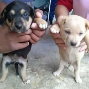 Cachorro raça Não sei qual a raça idade Abaixo de 2 meses nome Não tem nome ainda
