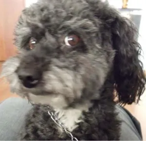 Cachorro raça Poodle idade 4 anos nome CHAKO CHAKO CHAKO C