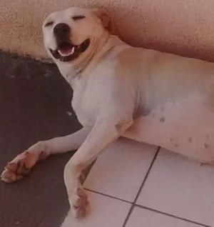 Cachorro raça srd idade 1 ano nome madona