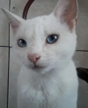 Gato raça variadas idade 2 a 6 meses nome sem nome