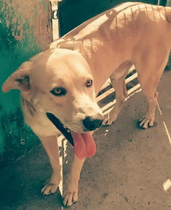 Cachorro ra a Labrador  idade 3 anos nome Marley