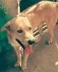 Cachorro raça Labrador  idade 3 anos nome Marley