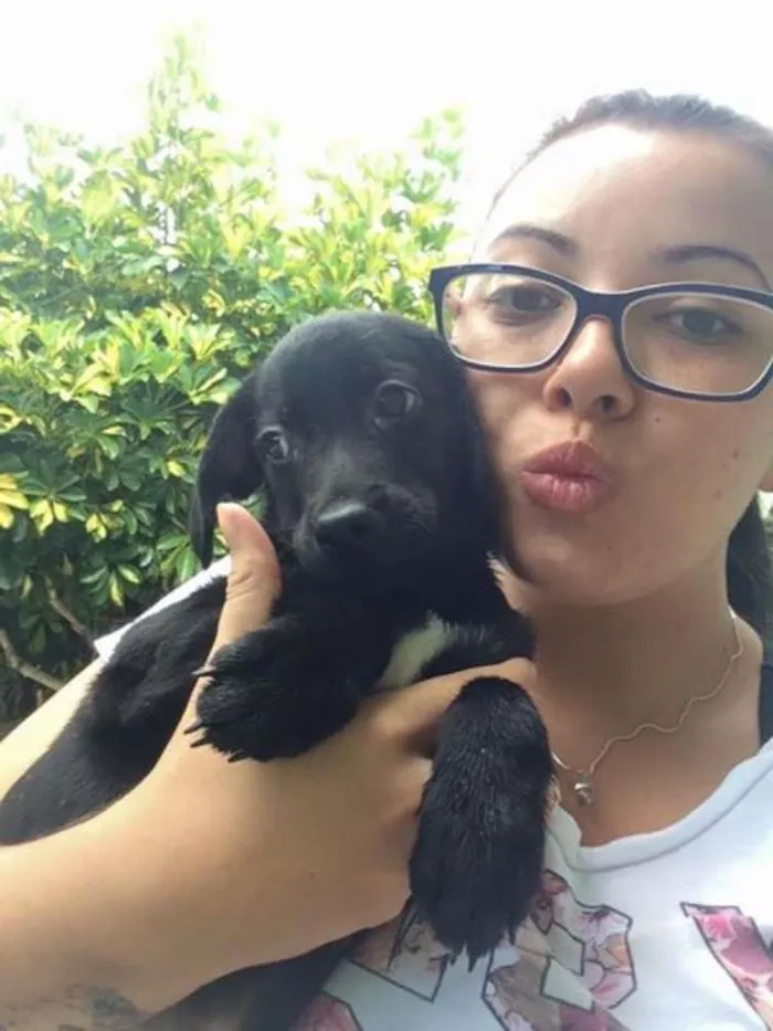 Cachorro ra a SRD idade 2 a 6 meses nome Sem nome