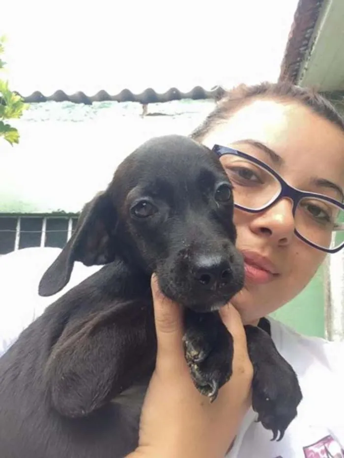 Cachorro ra a srd idade 2 a 6 meses nome sem nome