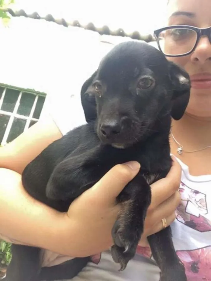 Cachorro ra a SRD idade 2 a 6 meses nome sem nome
