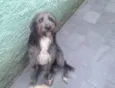 Domenique
