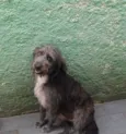 Domenique