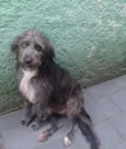Domenique