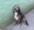 Domenique